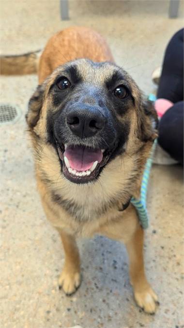 Marnie the German Shepherd/Mix at St. Hubert's Animal Welfare Center