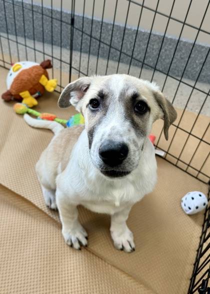 Tony the Shepherd/Retriever, Labrador at St. Hubert's Animal Welfare Center