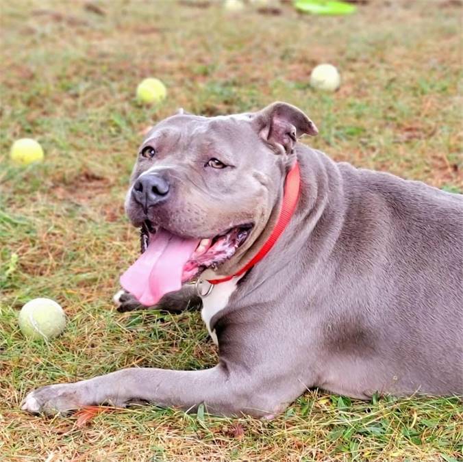 Princess the Pit Bull Terrier at Franklin Township Animal Shelter