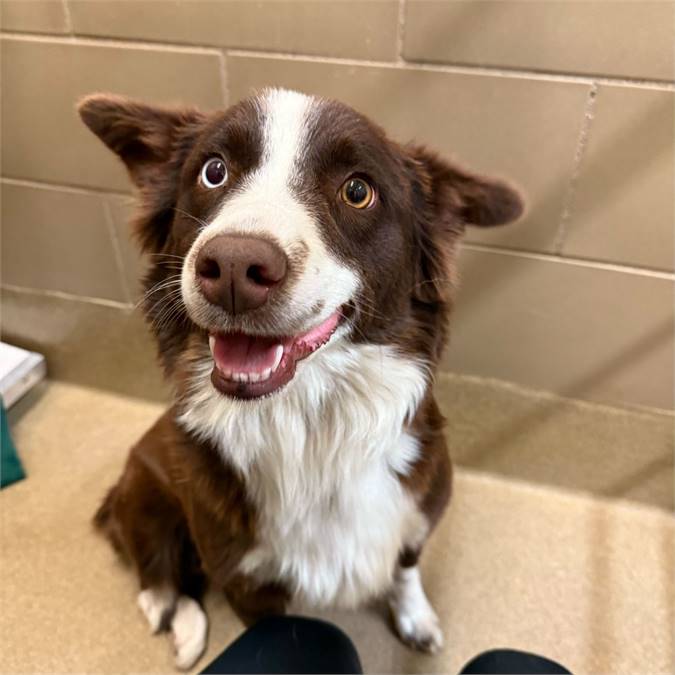 Kristen Bell the Australian Shepherd at Hearts & Bones Rescue