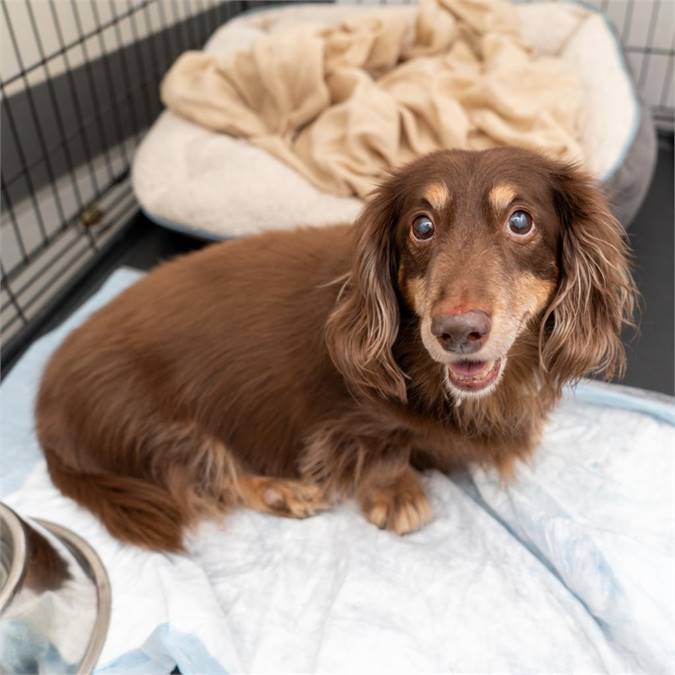 Doobie the Dachshund at Animal Haven