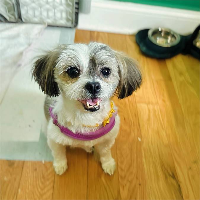 Grace the Shih Tzu at Heavenly Angels Animal Rescue