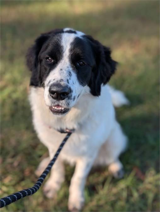 Arnold the Great Pyrenees at Home for Good Dog Rescue