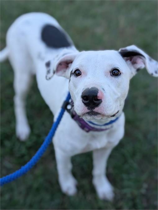 Diamond the Labrador Retriever Mix at Home For Good Dog Rescue