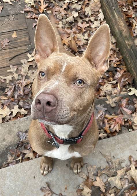 American Staffordshire Terrier Mix at Eleventh Hour Rescue