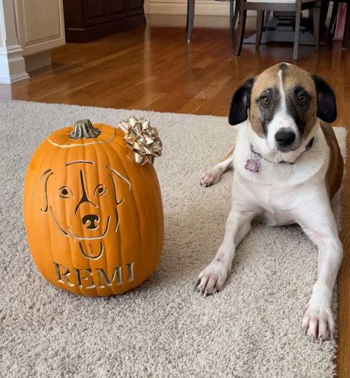 Great Pyrenees / Shepherd Mix at Eleventh Hour Rescue