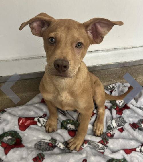 Weston GCH the Labrador Retriever Mix at Eleventh Hour Rescue