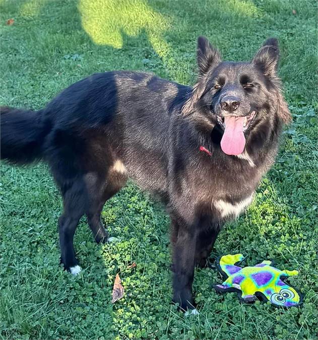 Mac the Shepherd Mix at NJSH Pet Rescue