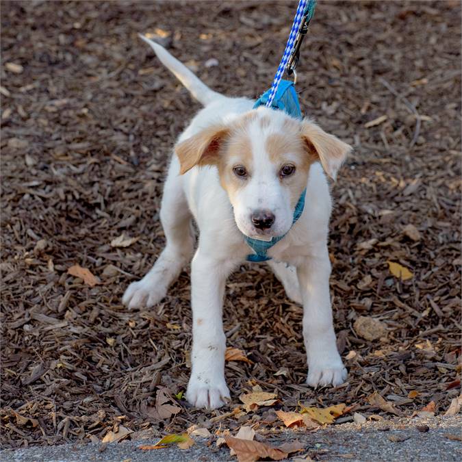 Rudy the Labrador Retriever & Spaniel Mix at Animal Alliance of NJ