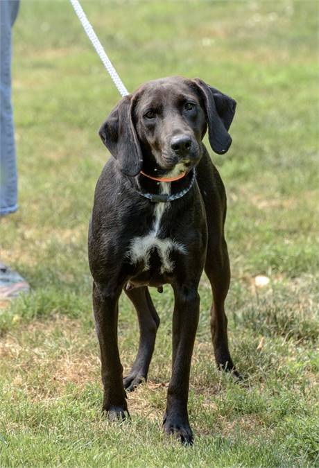 Dixie the Hound at Animal Alliance of NJ