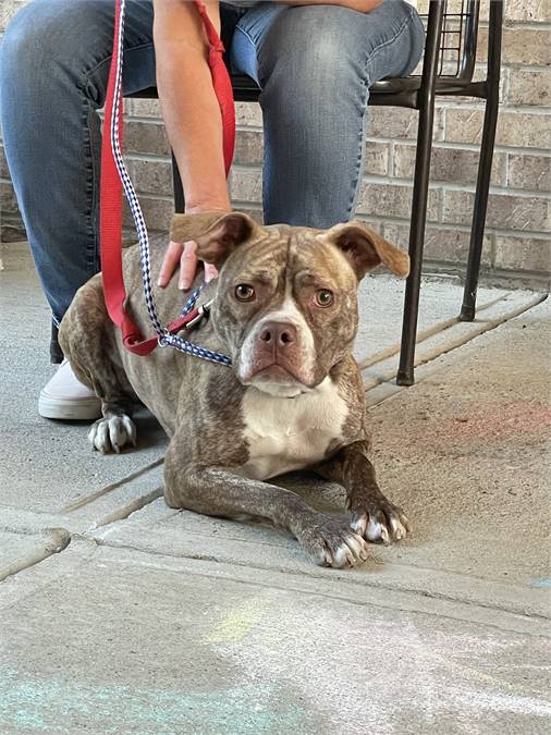 Barbara the Hound Mix at Animal Alliance of NJ