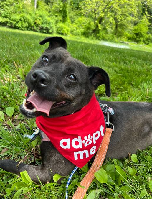 Tipsy the Hound Mix at Animal Alliance of NJ