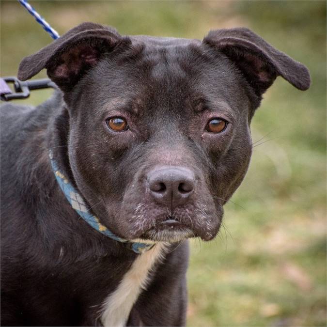 Mirabella the Boxer & Hound Mix at Animal Alliance of NJ