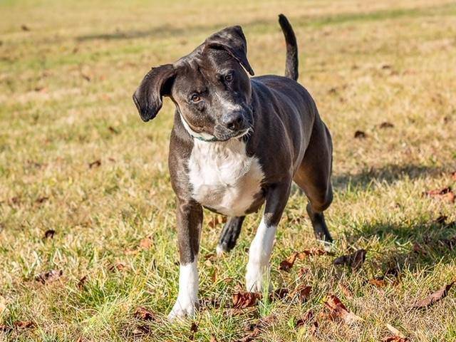 Piper the Black Labrador Retriever & Hound Mix at Animal Alliance of NJ