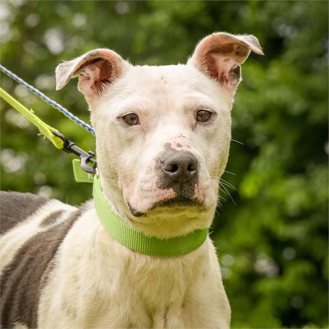 Erin the Pit Bull Terrier Mix at Animal Alliance of NJ