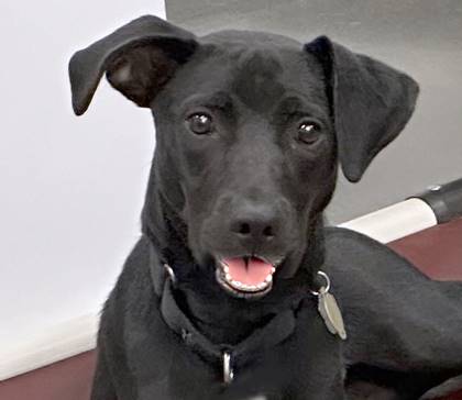 Lambert the Retriever, Labrador/Mix at Animal Welfare Association of New Jersey