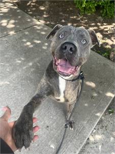 Tokyo the American Staffordshire Terrier at Associated Humane Societies - Newark