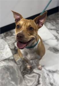 Peach the Pit Bull Terrier Mix at Associated Humane Societies - Newark