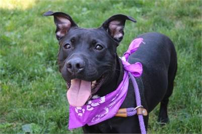 Kali the Pit Bull Terrier Mix at Associated Humane Societies - Newark