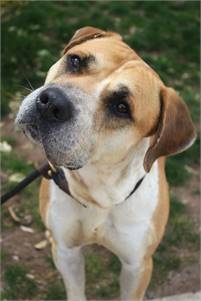 Mannheim the Hound Mix at Associated Humane Societies - Newark