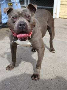 Champ the American Bully Mix at Associated Humane Societies - Newark