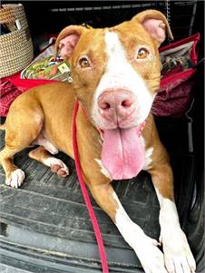 Bobby the Pit Bull Terrier Mix at Associated Humane Societies - Newark