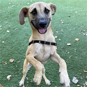 Pandora the Mixed Breed at Beacon Animal Rescue