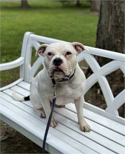 Aurora the English Bulldog & American Bully Mix at Big Dog Rescue Project