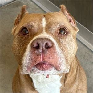 Fern the Terrier at Cape May County Animal Shelter and Adoption Center