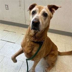 Lilly at Cape May County Animal Shelter and Adoption Center