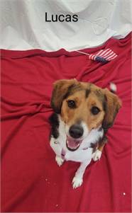 Lucas the Beagle at Cape May County Animal Shelter and Adoption Center