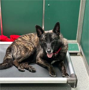 Missy the Dutch Shepherd at Heart and Soul Dog Rescue, Inc