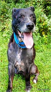 Lance the Retriever, Labrador/Mix at Homeward Bound