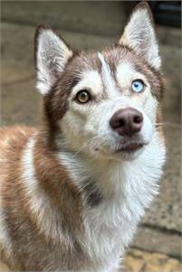 Zelda the Siberian Husky at Husky House