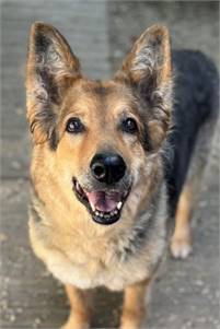 Louisa the German Shepherd Dog at Husky House