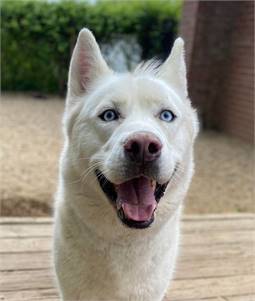 Balto the Siberian Husky at Husky House