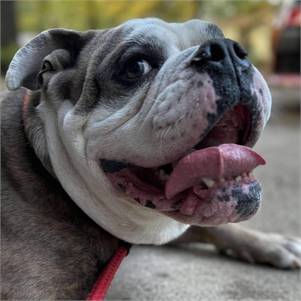 Baskin the Bulldog Mix at JKRC Rescue