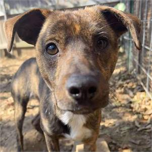 Dandy the Chihuahua Mix at JKRC Rescue