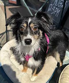 Annie Mae the Toy Australian Shepherd at Lonely Paws