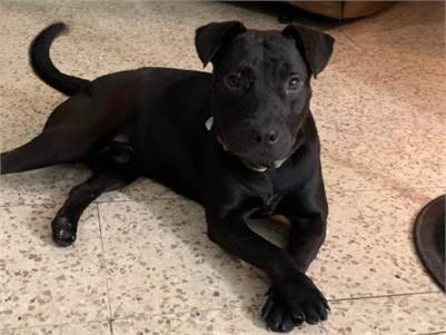 Paco the Pit Bull Terrier & Patterdale Terrier / Fell Terrier Mix at Lost Paws