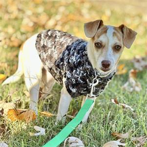 Raya the Terrier Mix at MatchDog Rescue