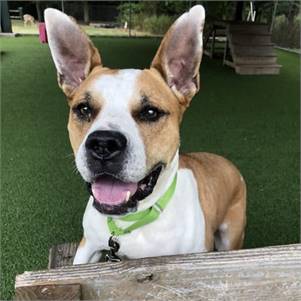 Puppy Girl the Pittie  at Monmouth County SPCA