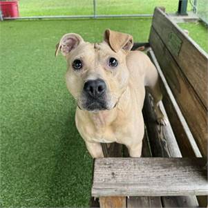 Galaxy the Pittie Mix at Monmouth County SPCA