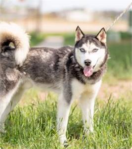 Blue the Husky Mix at No Paw Left Behind