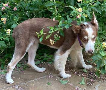 Genevieve TX the Border Collie Mix at North Star Pet Rescue