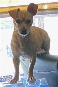 Seren TX the Chihuahua / Terrier Mix at North Star Pet Rescue