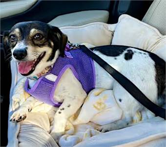 Marley the Rat Terrier at One Love Animal Rescue