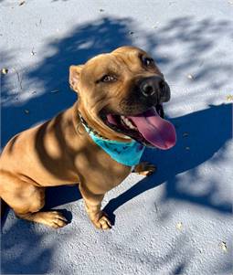 Zoro the American Staffordshire Terrier at Plainfield Area Humane Society