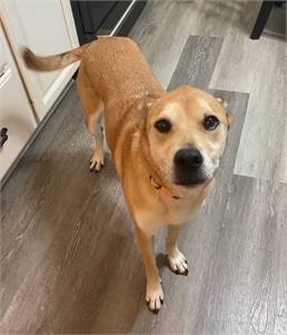 Bella the Labrador Retriever Mix at Puppy Love Pet Rescue 