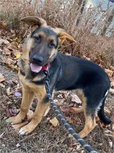 Ruby the German Shepherd at Ramapo-Bergen Animal Refuge